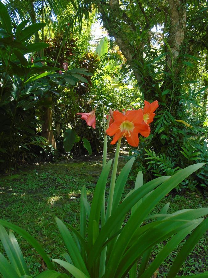 J&H Garden Cabinas Bocas del Toro Exterior foto